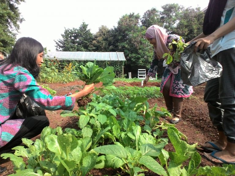 Universitas Trilogi Perkuat Implementasi Pertanian Kota